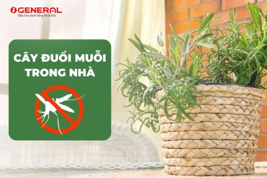 5 Cách Đuổi Muỗi Trong Phòng Máy Lạnh Hiệu Quả, An Toàn